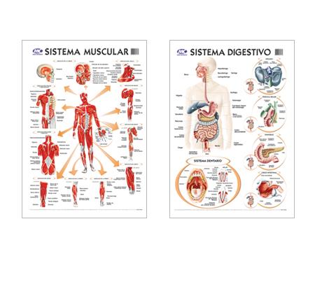 Mapas educativos - Anatomía