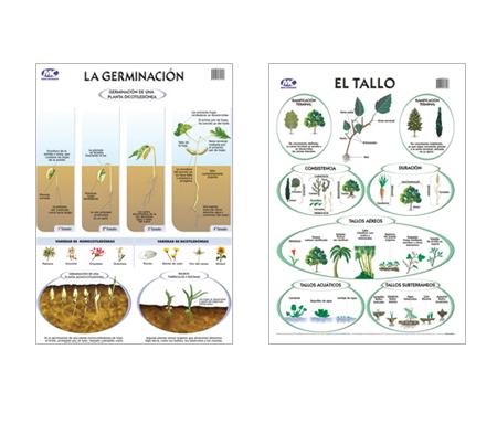 Láminas educativas - Botánica